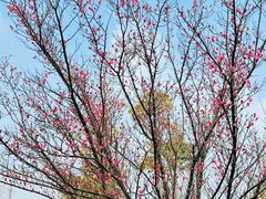 -广富林郊野公园