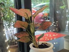 -山外山·林语花园餐厅