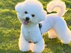 -翊宠yipet猫狗购宠庄园犬舍•猫舍