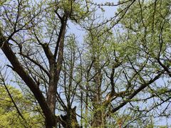 -西湖风景区十里琅珰-五云山