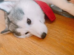 -Husky Go! 哈士奇体验馆·宠物咖啡厅狗咖