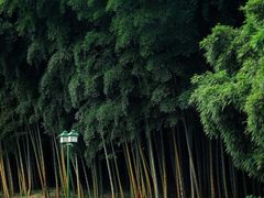 -杭州植物园
