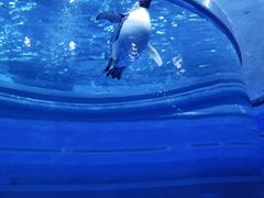 -上海海昌海洋公园