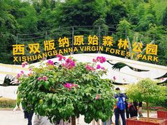 -西双版纳原始森林公园