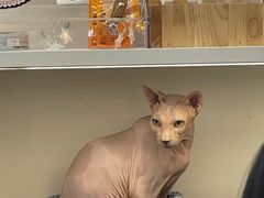 -喵园·猫主题咖啡厅·撸猫·猫咖(国贸店)