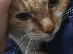 -伟伟宠物医院·瑞派猫友好医院·猫科(光谷店)