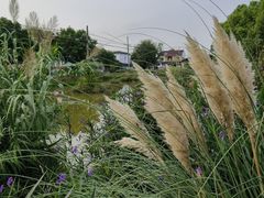 -莲花岛景区