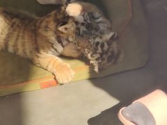 -大连森林动物园