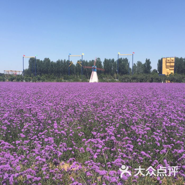 紫缘香草园图片 