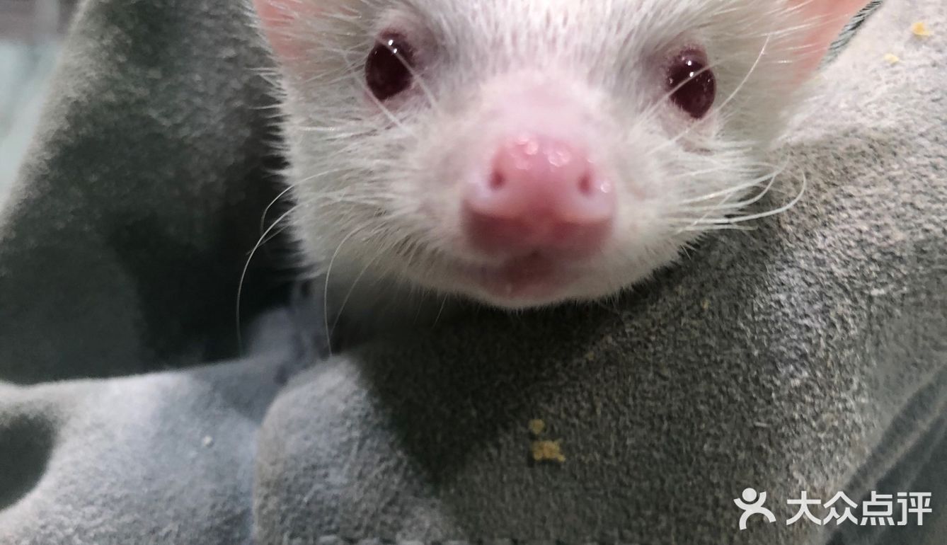 打卡萌宠馆|小香猪安哥拉兔刺猬龙猫撸个够🐷