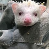 打卡萌宠馆|小香猪安哥拉兔刺猬龙猫撸个够🐷
