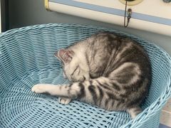 -纳吉亚猫专科动物医院·北北分院