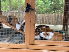 -上海崇明金茂凯悦酒店