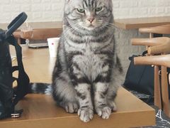 -平行世界·猫咖(首经贸店)