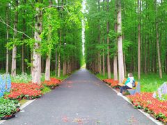 -东平国家森林公园