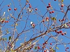 -北京西山国家森林公园