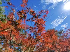 -广州市帽峰山景区