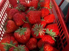 -胜丰草莓采摘园