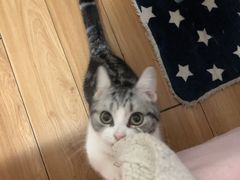 -李小姐の猫咖啡馆(五角场店)