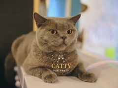 -猫小院猫主题咖啡厅(北锣店)
