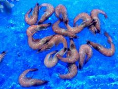 -海皇食府(水都假日酒店店)