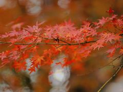 -庐山风景区花径公园