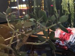 -爵士岛咖啡(瓦房店)