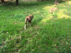 -西安秦岭野生动物园