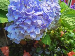 -深圳仙湖植物园