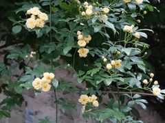 -颐和路民国时期公馆风貌区