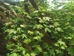 -苏州上方山国家森林公园