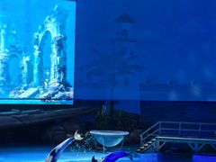 -海合安武汉极地海洋公园