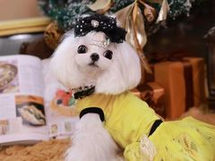 -萌宠之家·腊肠犬·马尔泰·小体犬舍