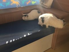 -芭比堂动物医院·犬猫全科·异宠专科(雁塔分院)