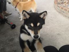 -柴犬高等学院·狗咖·柴犬售卖·宠物训练