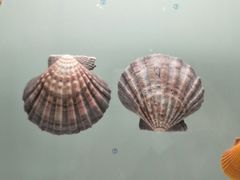 -青岛贝壳博物馆