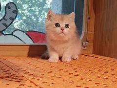 -欣宠猫屋·矮脚拿破仑·蓝金金渐层