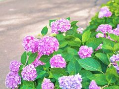 -合肥滨湖国家森林公园