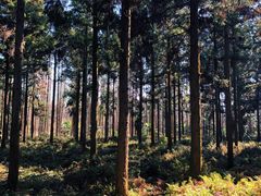 -东平国家森林公园