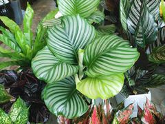 -秦美花卉(天朗·莱茵小城2期店)