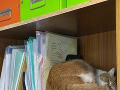 -爱侣·安琦尔宠物医院·中兽医针灸·心内科·狂犬免疫点(宝山区院)