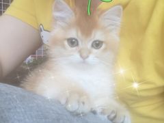 -70cat德文卷毛猫·缅因猫纯种猫舍