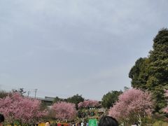 -秀丽东方