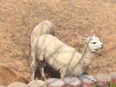 -石家庄市动物园