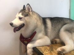 -Husky Go! 哈士奇体验馆·宠物咖啡厅狗咖