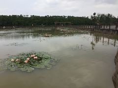 景点-大湾区中央湿地公园