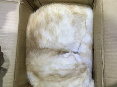 -喵的天空名猫咖啡馆·撸猫·猫舍·用品