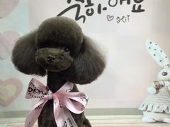 -读宠于你·约克夏比熊·睫角守宫·爬宠售卖(高新店)