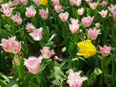-洛阳郁金香牡丹园