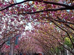 -高东镇樱花园